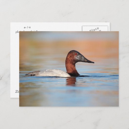 Mannelijke Canvasback-eend Briefkaart (Voorkant / Achterkant)
