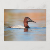 Mannelijke Canvasback-eend Briefkaart (Voorkant)
