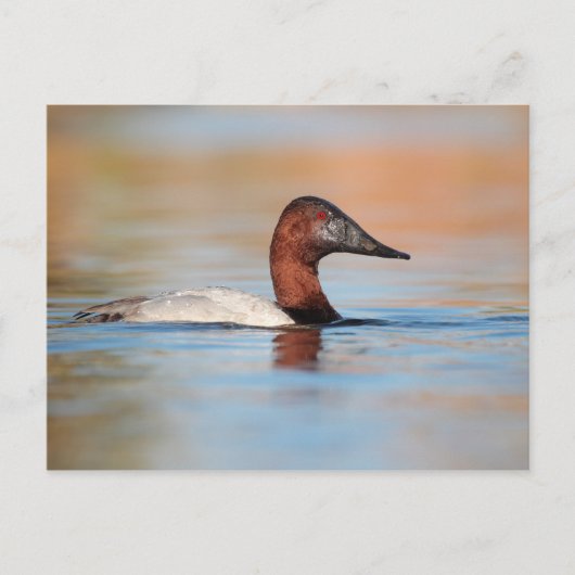 Mannelijke Canvasback-eend Briefkaart (Voorkant)
