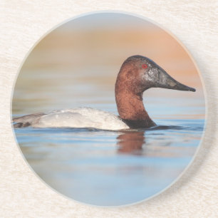 Mannelijke Canvasback-eend Zandsteen Onderzetter