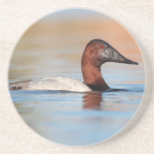 Mannelijke Canvasback-eend Zandsteen Onderzetter (Voorkant)