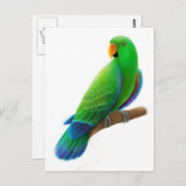 Mannelijke Eclectus Briefkaart (Voorkant / Achterkant)