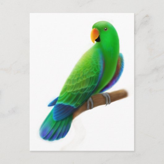 Mannelijke Eclectus Briefkaart (Voorkant)