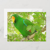 Mannelijke Eclectus Parrot Briefkaart (Voorkant / Achterkant)