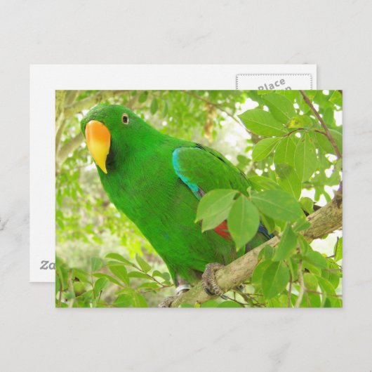 Mannelijke Eclectus Parrot Briefkaart (Voorkant / Achterkant)