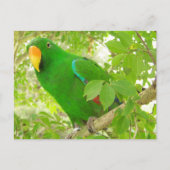 Mannelijke Eclectus Parrot Briefkaart (Voorkant)