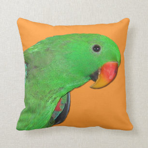 Mannelijke Eclectus parrot gooit pijp Kussen
