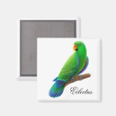 Mannelijke Eclectus Parrot Magnet (Voorkant / Achterkant)