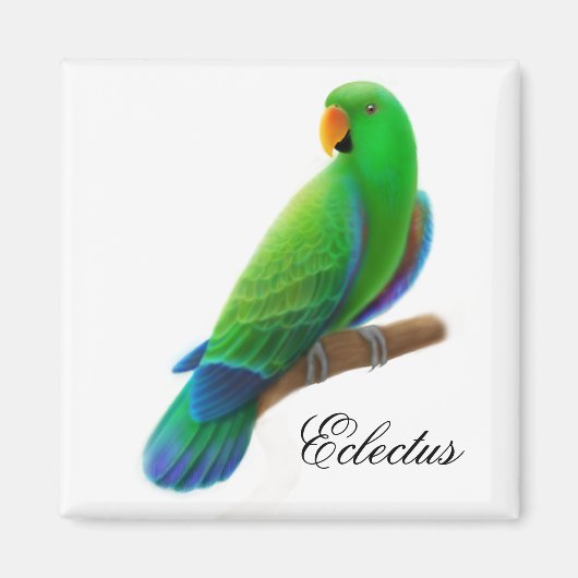 Mannelijke Eclectus Parrot Magnet (Voorkant)