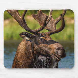 Mannelijke eland die eet in Glacier National Park Muismat