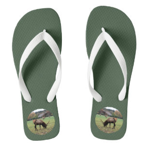 Mannelijke Eland Gewei Foto Grazend in Veld Groen Teenslippers