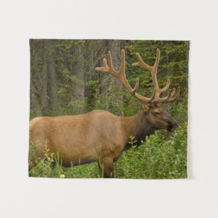 Mannelijke Eland   Nationaal Park Banff, Alberta,  Wandkleed