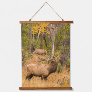 Mannelijke eland Rocky Mountain National Park, C Hangend Wandkleed