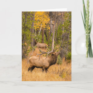 Mannelijke eland Rocky Mountain National Park, C Kaart