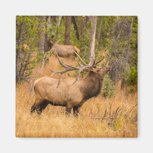Mannelijke eland   Rocky Mountain National Park, C Magneet