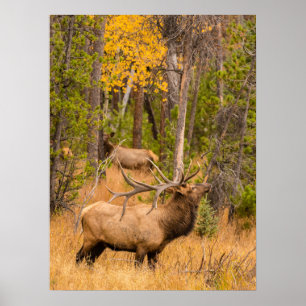 Mannelijke eland   Rocky Mountain National Park, C Poster
