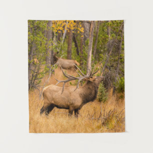 Mannelijke eland Rocky Mountain National Park, C Wandkleed
