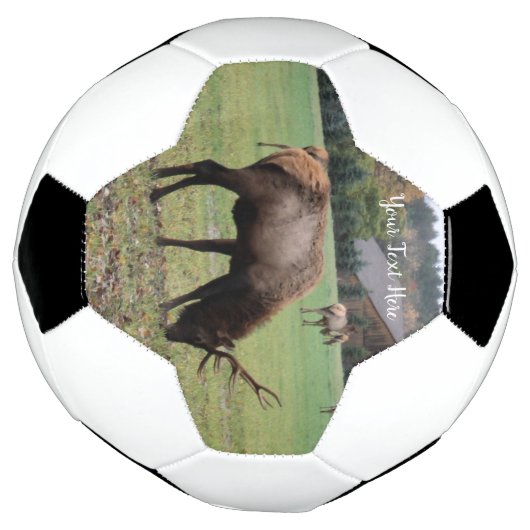 Mannelijke Elk Antlers die grazen in Grass Barn Fo Voetbal (Gedraaid)