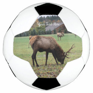Mannelijke Elk Antlers die grazen in Grass Barn Fo Voetbal