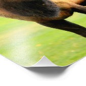 Mannelijke Elk met tongue out Foto Afdruk (Hoek)