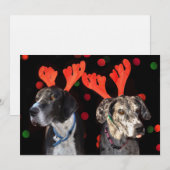 Mannelijke en vrouw Grote Deen bij rendiergeweien (Voorkant / Achterkant)