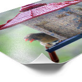 Mannelijke en Vrouw Kardinalen in de Vogelfokker Foto Afdruk (Hoek)