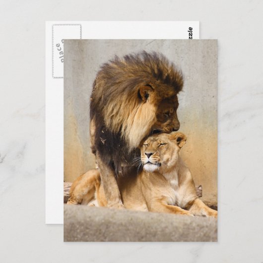 Mannelijke en Vrouw Lion in Love Briefkaart (Voorkant / Achterkant)