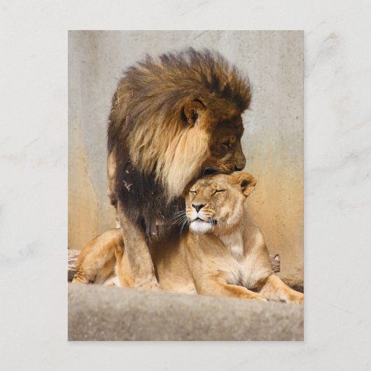 Mannelijke en Vrouw Lion in Love Briefkaart (Voorkant)