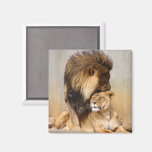 Mannelijke en Vrouw Lion in Love Magneet (Voorkant / Achterkant)