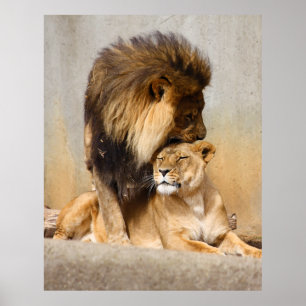 Mannelijke en Vrouw Lion in Love Poster