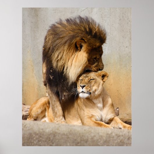 Mannelijke en Vrouw Lion in Love Poster (Voorkant)