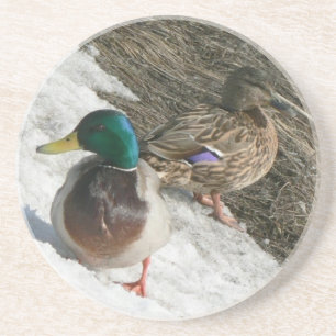 mannelijke en vrouw-mallards op sneeuwzandsteen on zandsteen onderzetter
