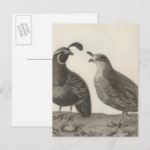 Mannelijke en Vrouw Partridge in Californië Briefkaart (Voorkant / Achterkant)