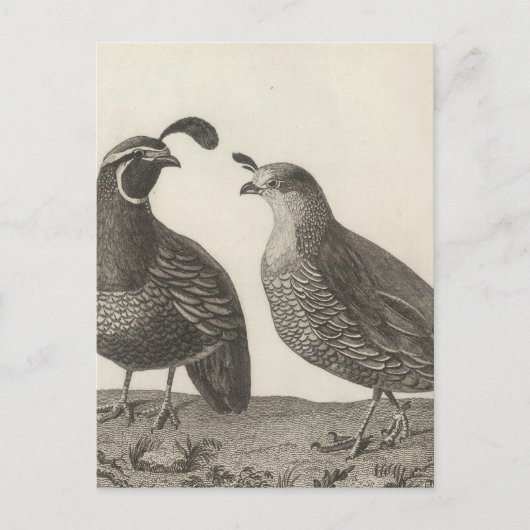 Mannelijke en Vrouw Partridge in Californië Briefkaart (Voorkant)