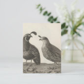 Mannelijke en Vrouw Partridge in Californië Briefkaart (Staand voorkant)