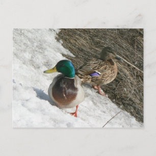 mannelijke en vrouw-rammen op sneeuw-briefkaart briefkaart