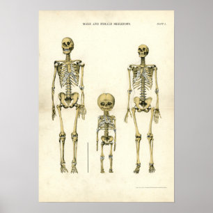 Mannelijke en Vrouw skeletten Poster