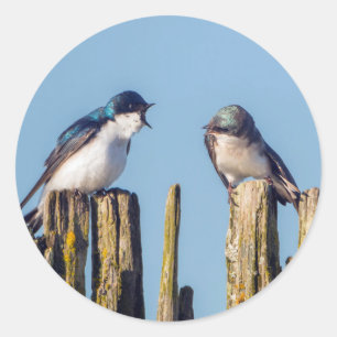 Mannelijke en vrouwelijke Boomzwaluw Ronde Sticker