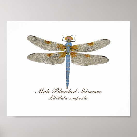 Mannelijke gebleekte Skimmer Dragonfly Poster (Voorkant)