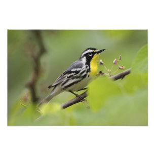 Mannelijke Geelkeelzanger, Dendroica Foto Afdruk