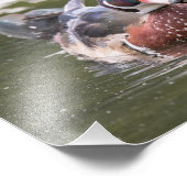 Mannelijke Hood Duck, gewoon drijvend in druk Foto Afdruk (Hoek)