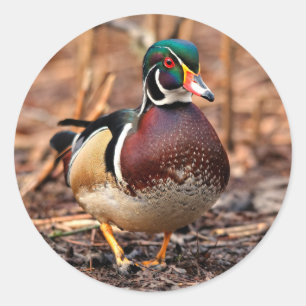 Mannelijke Hout Duck in de Bossen Ronde Sticker