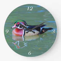 Mannelijke hout Duck op vijver