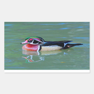 Mannelijke hout Duck op vijver Rechthoekige Sticker