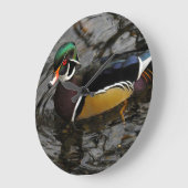 Mannelijke hout, eend op Crystal Springs Rhododend Grote Klok (Hoek)