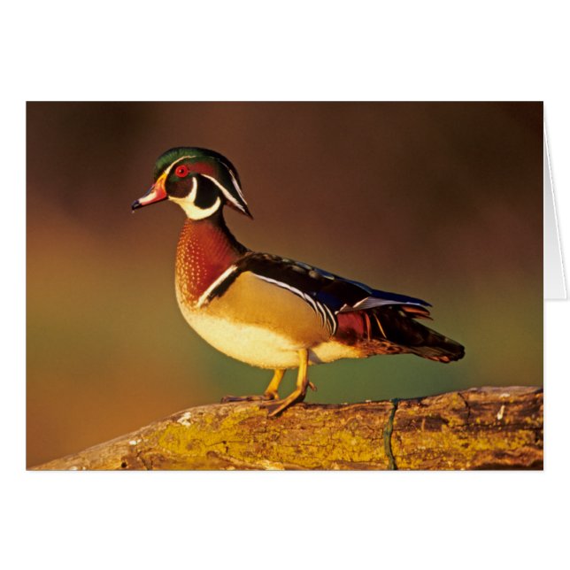 Mannelijke houtduif, Illinois (Voorkant Horizontaal)