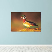 Mannelijke houtduif, Illinois Canvas Afdruk (Insitu (Houten vloer))