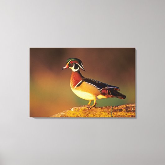 Mannelijke houtduif, Illinois Canvas Afdruk (Voorkant)