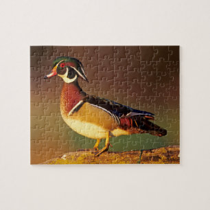 Mannelijke houtduif, Illinois Legpuzzel