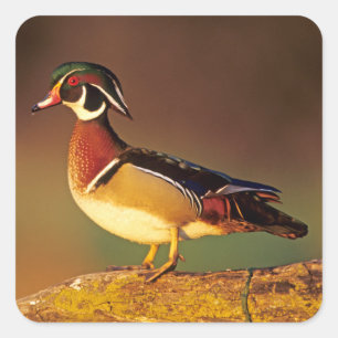 Mannelijke houtduif, Illinois Vierkante Sticker